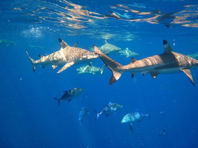 Sharks, Bora Bora, French Polynesia, 2009 (Photo by Bauman Crew)