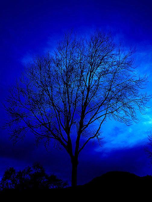 Midnight Tree (photo by John Graf)