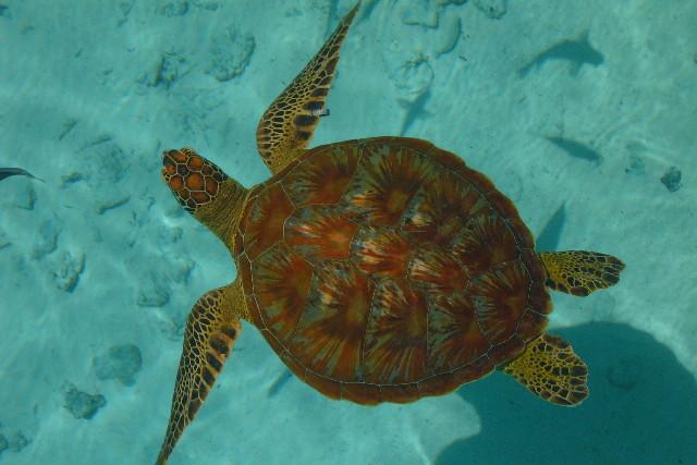 Sea turtle, Bora Bora, French Polynesia, 2009 (Photo by Bauman Crew)